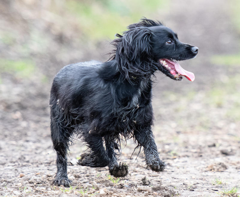 Our Story About Masters Dog Foods