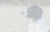 A photo of a working dog standing in a muddy field
