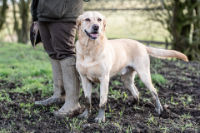 A photo of a working gundog with its owner