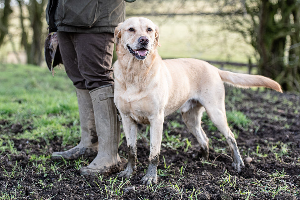 Masters Dog Foods Complete Working Dog Foods