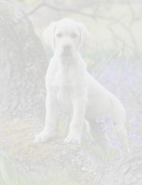 A photo of a puppy standing in a field of lavender