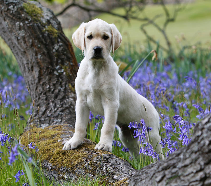 FREE Puppy Packs from Masters Dog Foods