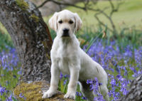 A photo of an inquisitive puppy
