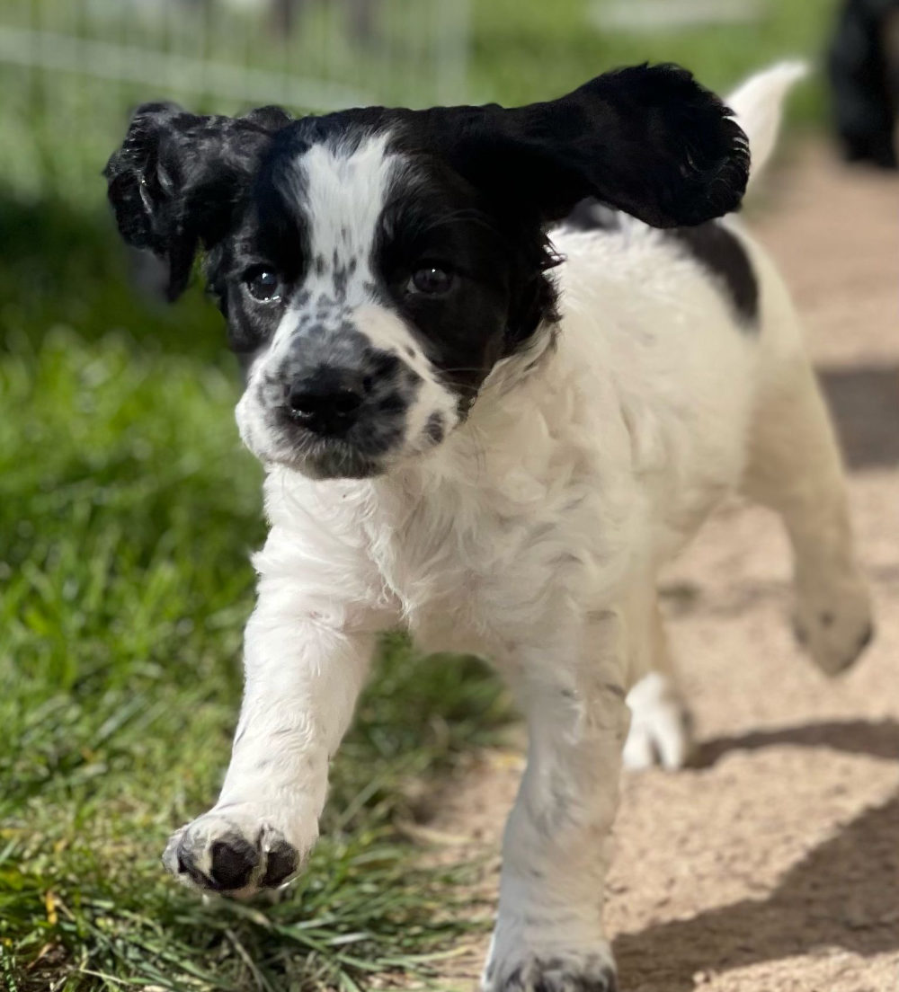 FREE Puppy Packs from Masters Dog Foods